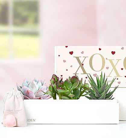 XOXO Succulents by Lula’s Garden®